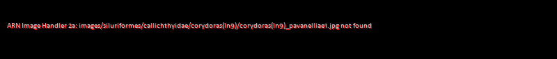 Corydoras (lineage 9) pavanelliae
