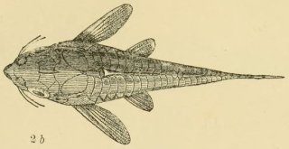 Corydoras (ln9) trilineatus