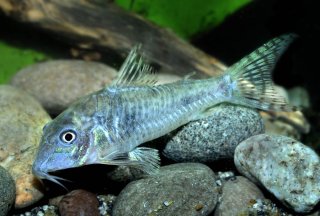 Corydoras aurofrenatus