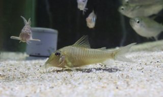 Corydoras cf. spilurus