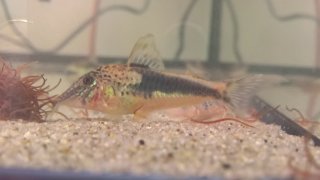 Corydoras coriatae