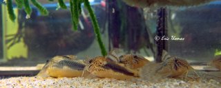 Corydoras coriatae