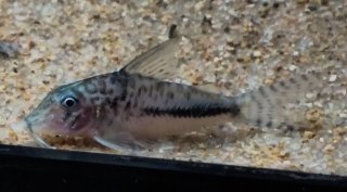 Corydoras filamentosus