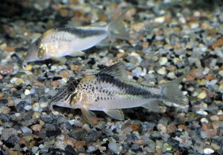 Corydoras fowleri