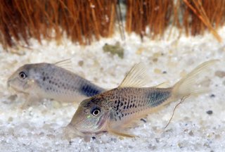 Corydoras ourastigma