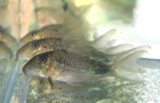 Corydoras ourastigma