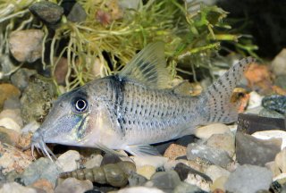 Corydoras pastazensis