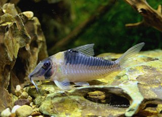 Common member of the genus Corydoras