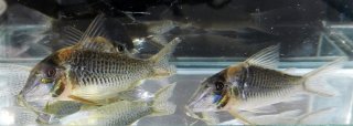 Corydoras sp. (C086)