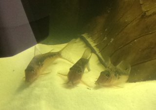 Corydoras sp. (C124)