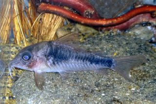 Corydoras sp. (C124)