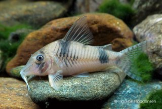 Corydoras sp. (Cw012)