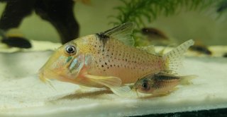 Corydoras sp. (Cw053)