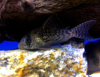 Corydoras sp. (Cw156)