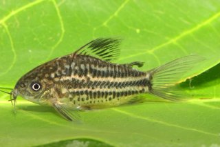 Gastrodermus bilineatus