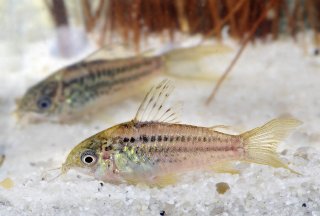 Gastrodermus elegans