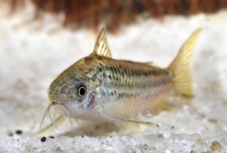 Gastrodermus elegans