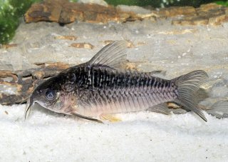 Gastrodermus nijsseni
