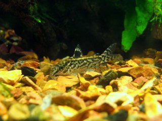 Gastrodermus pauciradiatus