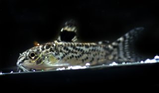 Gastrodermus pauciradiatus