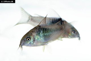 Gastrodermus sp. (C089)