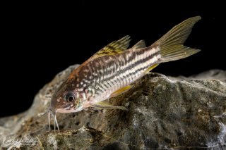 Gastrodermus sp. (C123)