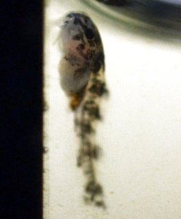 Gastrodermus sp. (C126)
