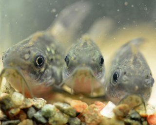 Gastrodermus sp. (C126)