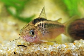Gastrodermus sp. (Cw008)