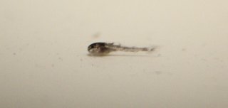 Gastrodermus sp. (Cw022)