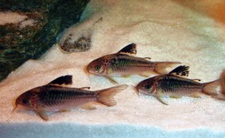 Gastrodermus sp. (Cw095)