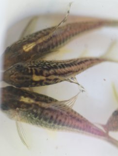 Gastrodermus sp. (Cw105)