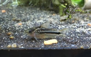 Gastrodermus sp. (Cw123)