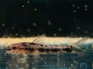 Gastrodermus sp. (Cw153)