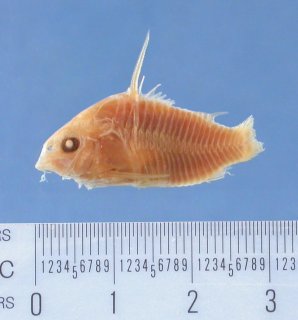 Hoplisoma amphibelum