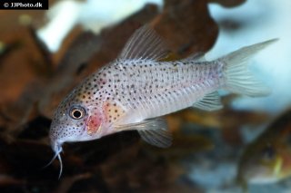 Hoplisoma apiaka