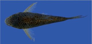 Hoplisoma apiaka