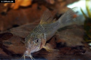Hoplisoma apiaka