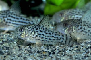 Hoplisoma araguaiaense