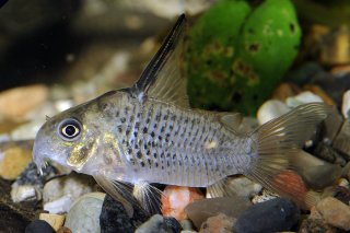 Hoplisoma armatum