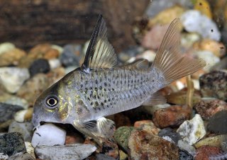 Hoplisoma armatum
