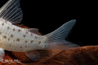 Hoplisoma atropersonatum