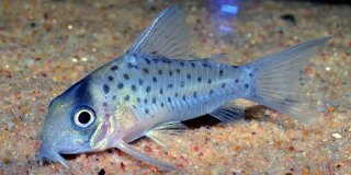 Hoplisoma atropersonatum