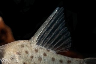Hoplisoma atropersonatum