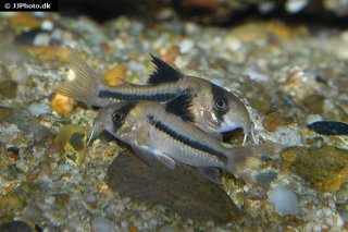 Hoplisoma axelrodi