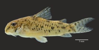 Hoplisoma benattii