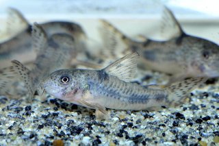 Hoplisoma benattii