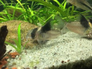 Hoplisoma bicolor