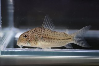 Hoplisoma boehlkei