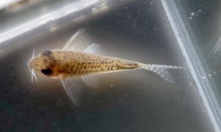 Hoplisoma boehlkei